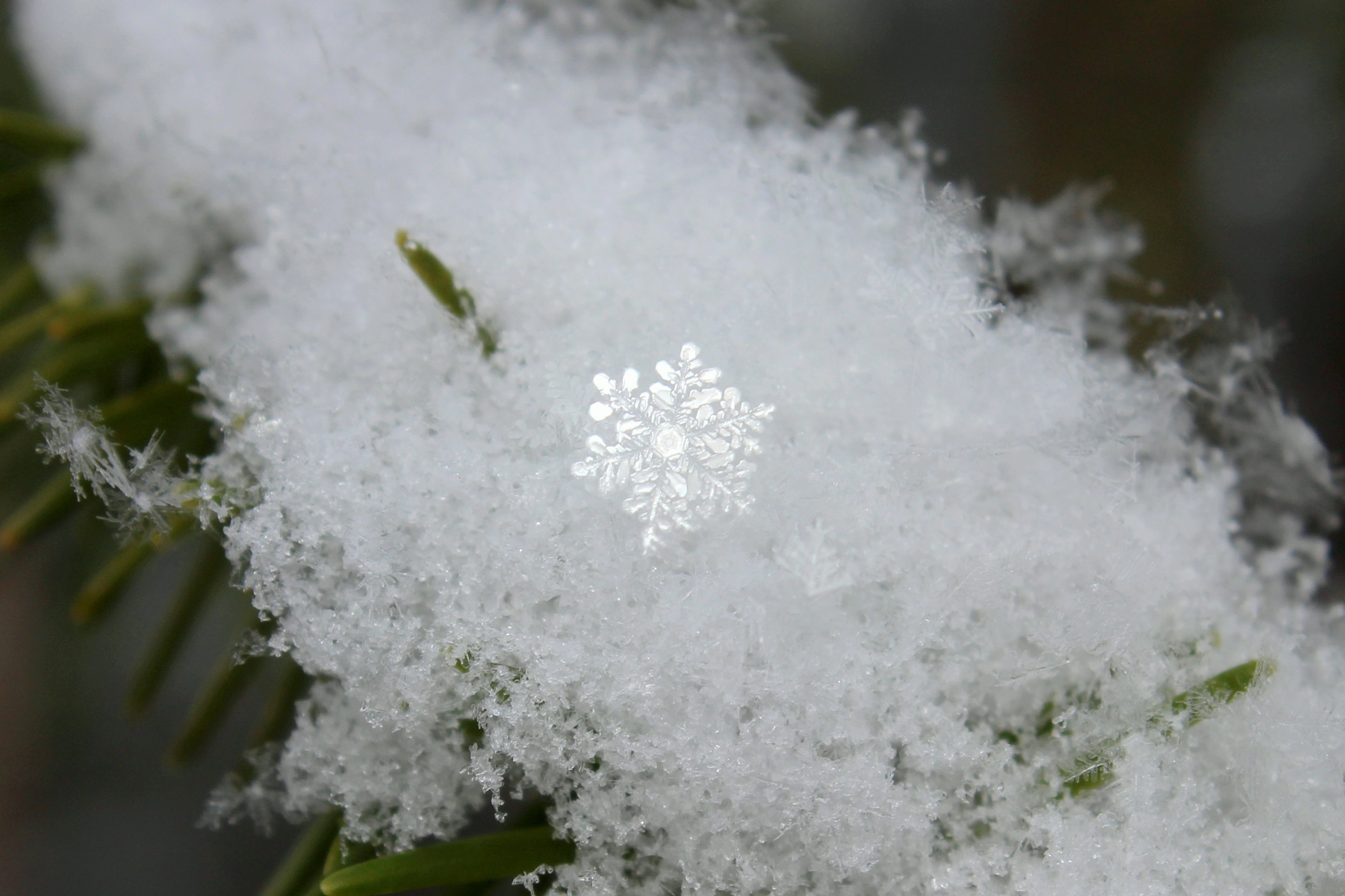 A close-up of a large snowflake showing its polycrystal structure