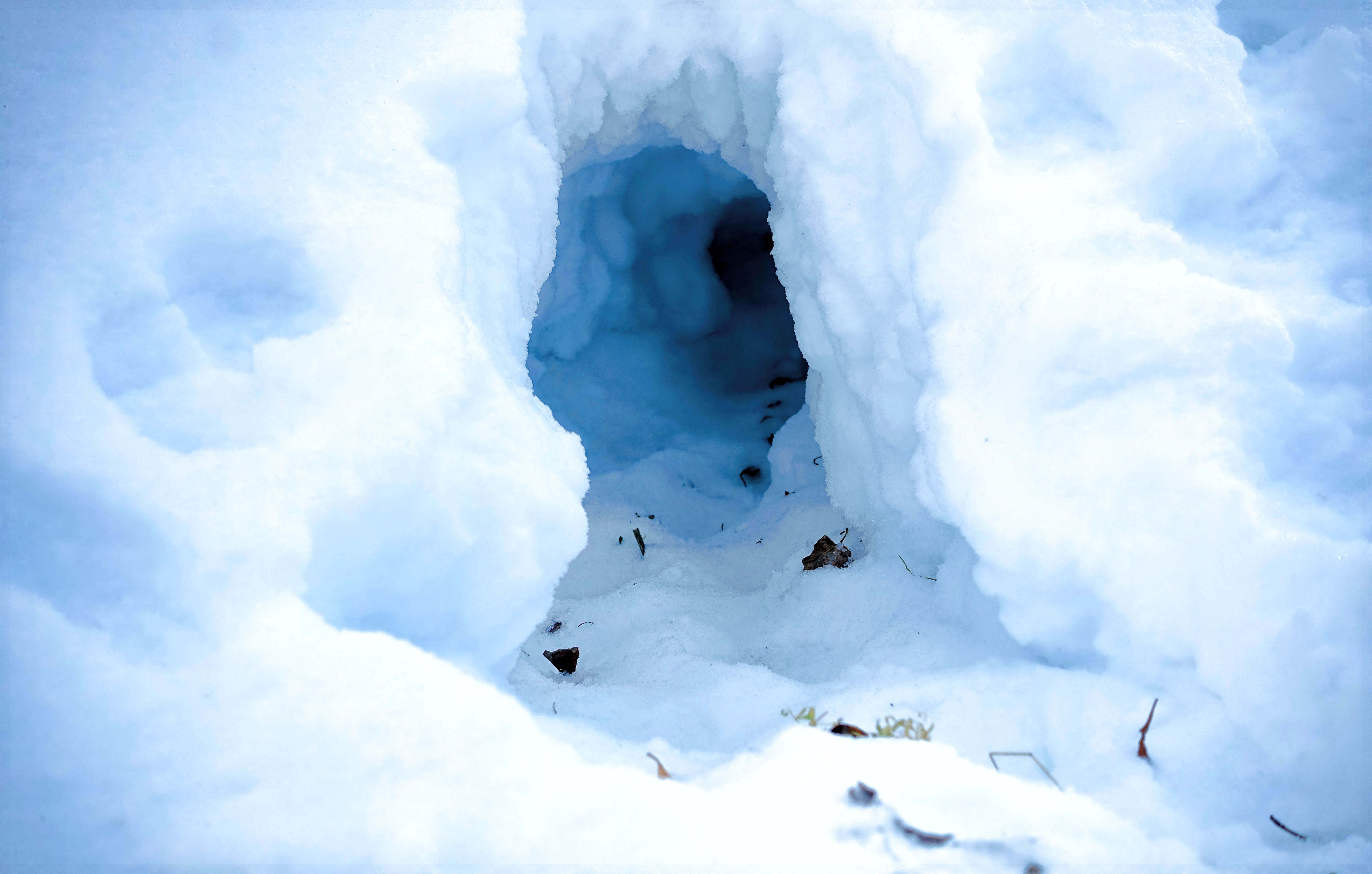 A fox curled up in a snowbank in Alaska