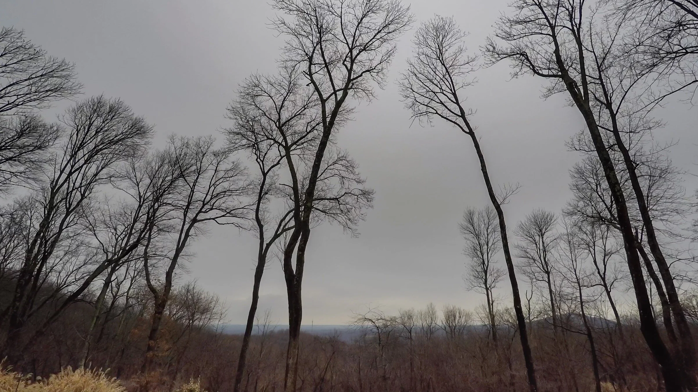 Altostratus opacus cloud example