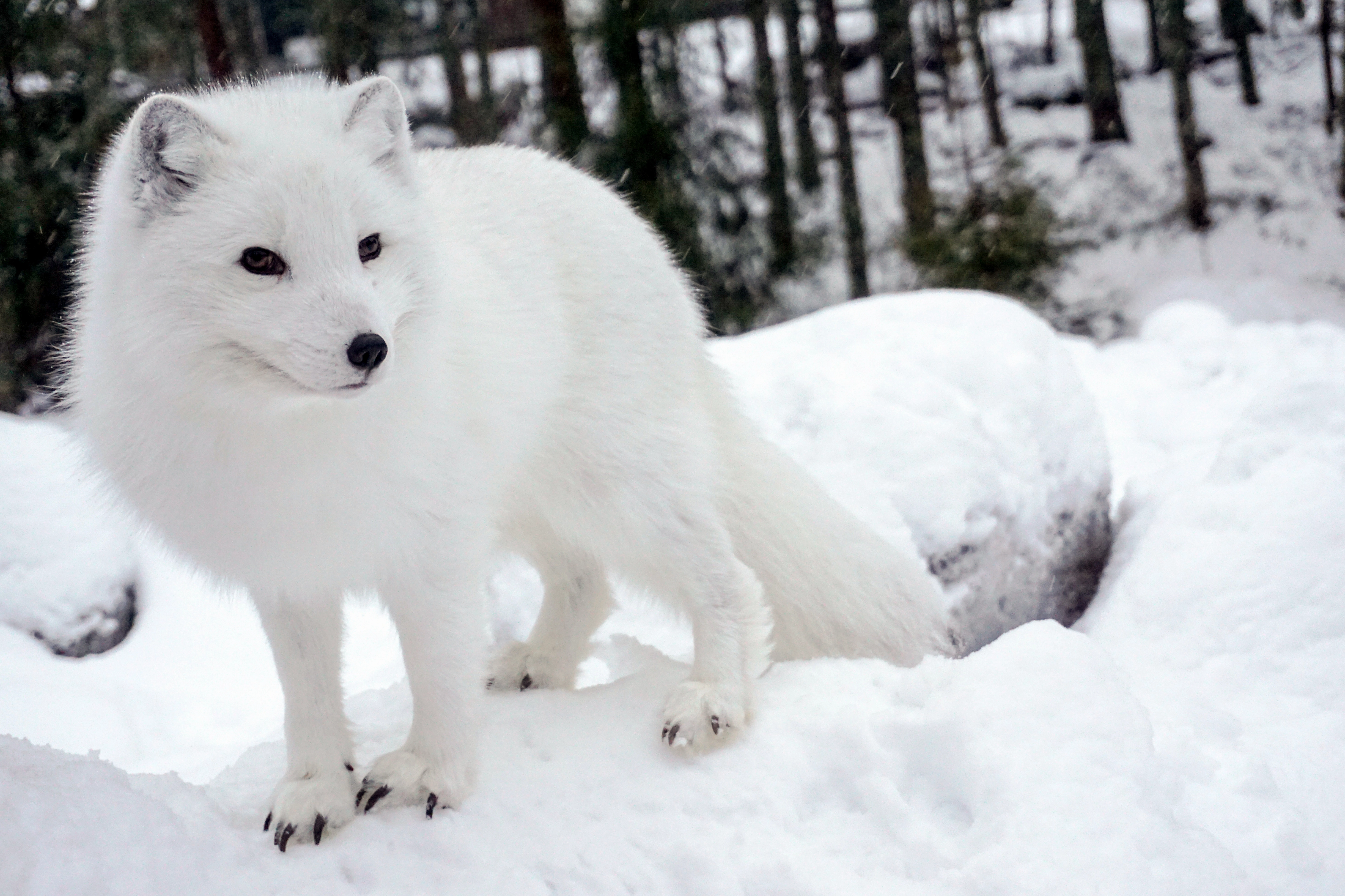 An Arctic fox on snow in Finland.
