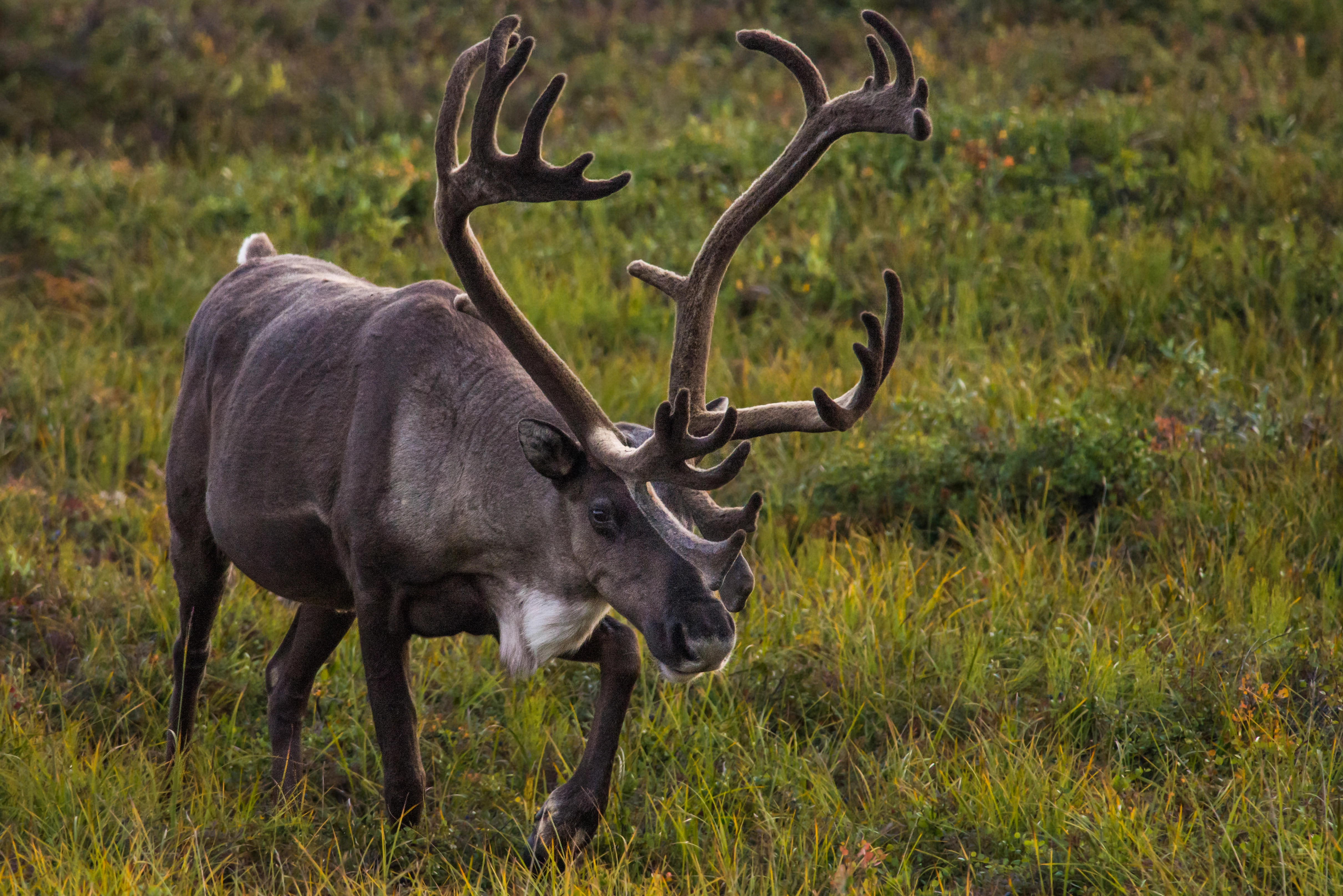 Caribou migrating through Arctic permafrost areas.