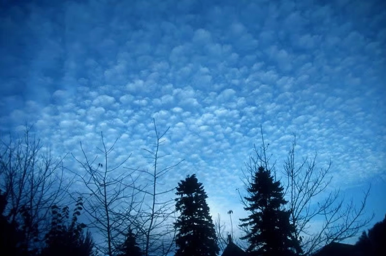 Cirrocumulus clouds forming a mackerel sky pattern over a forested landscape