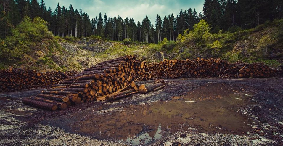 Deforestation driven by agriculture