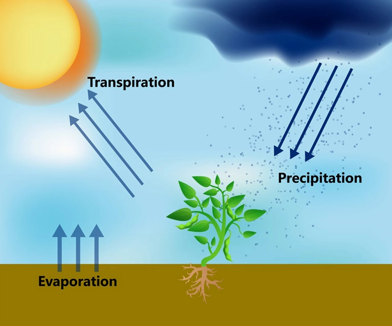 Diagram illustrating evapotranspiration in a rainforest ecosystem