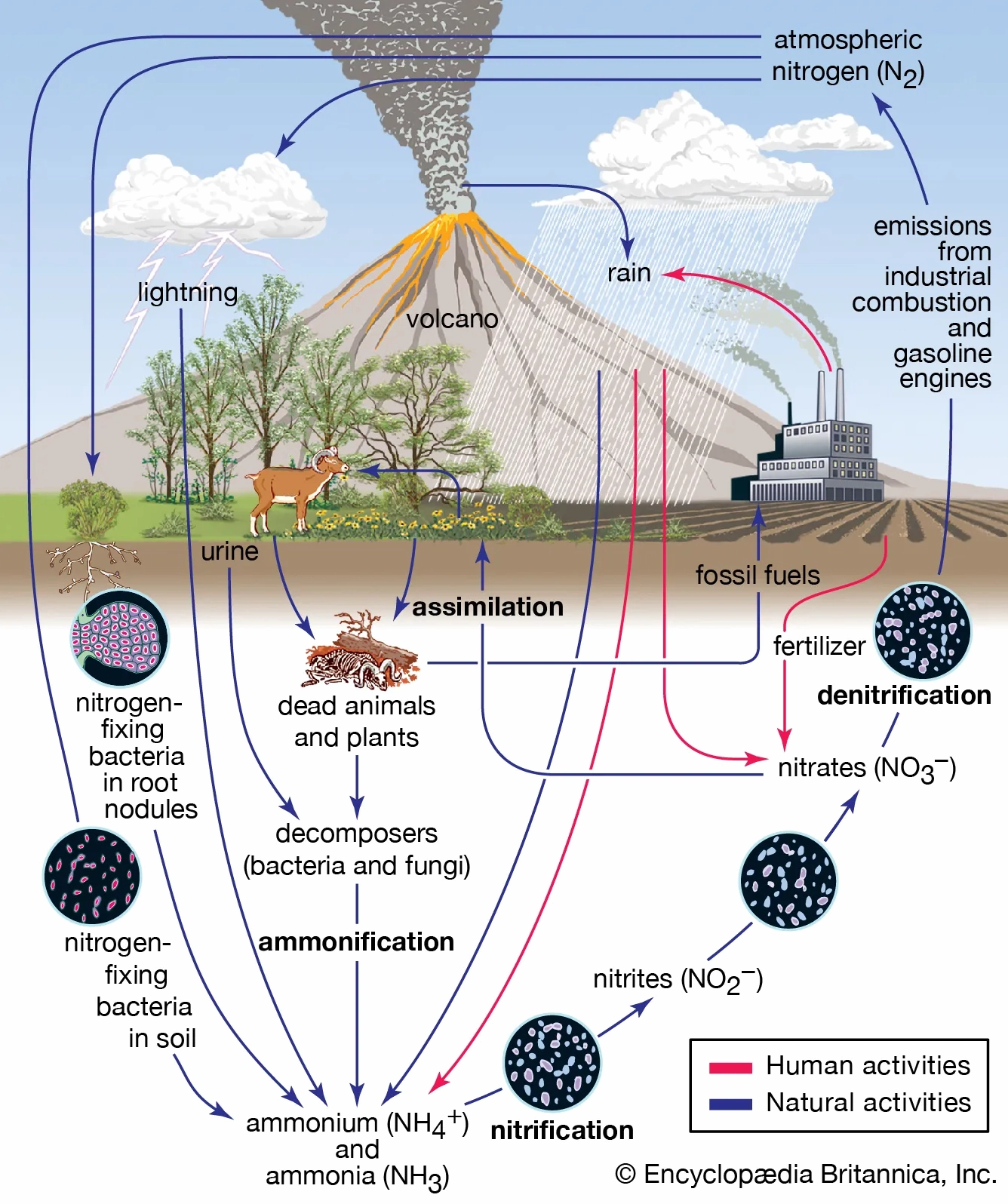 Diagram illustrating the nitrogen cycle