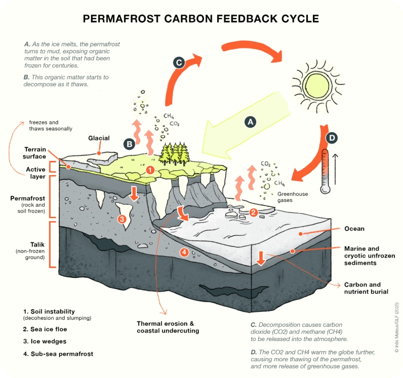 Diagram illustrating the permafrost carbon feedback cycle.