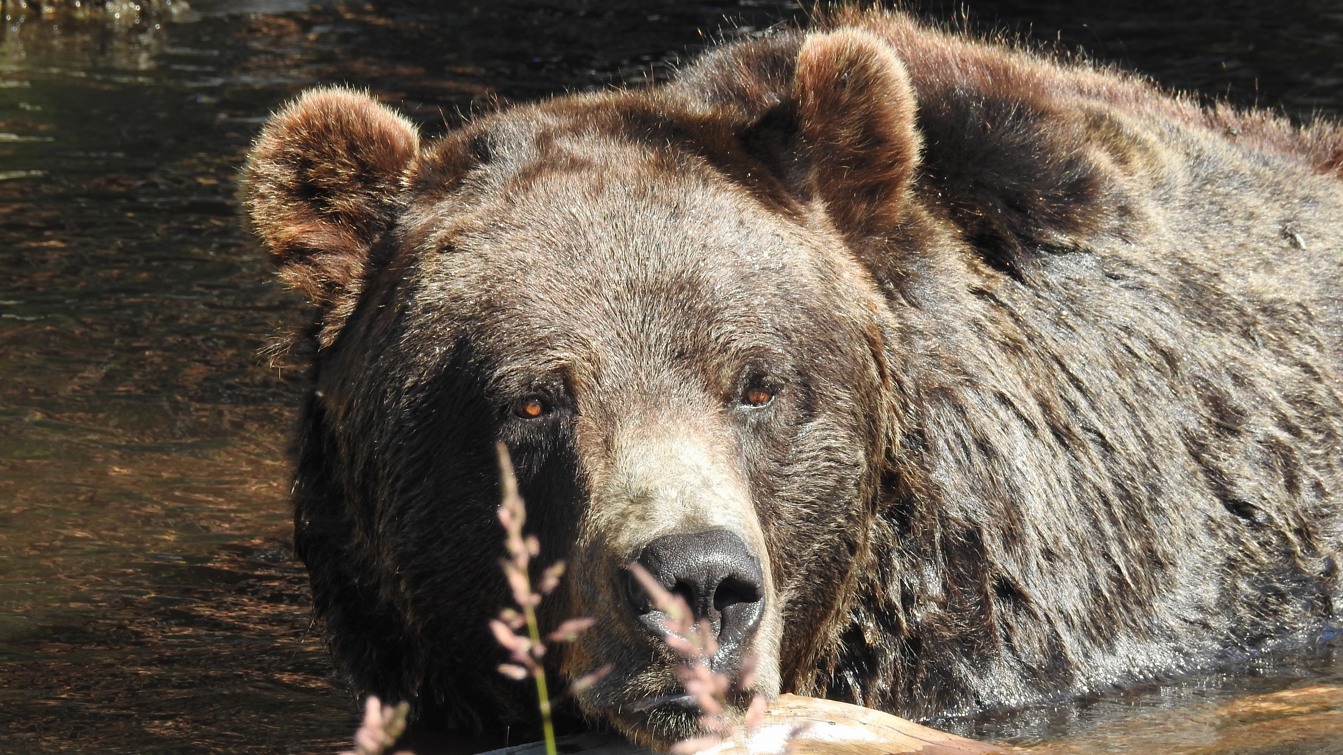 Grizzly bear in its natural Arctic habitat.