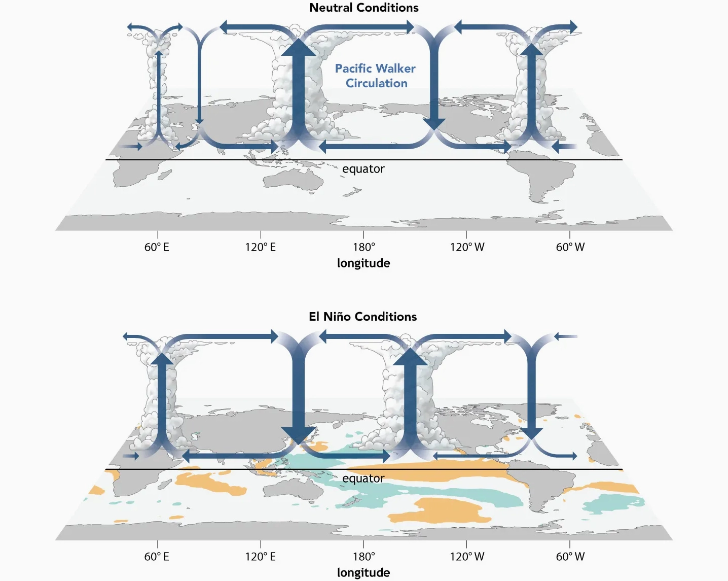 Illustration of the Walker circulation changes associated with El Niño.