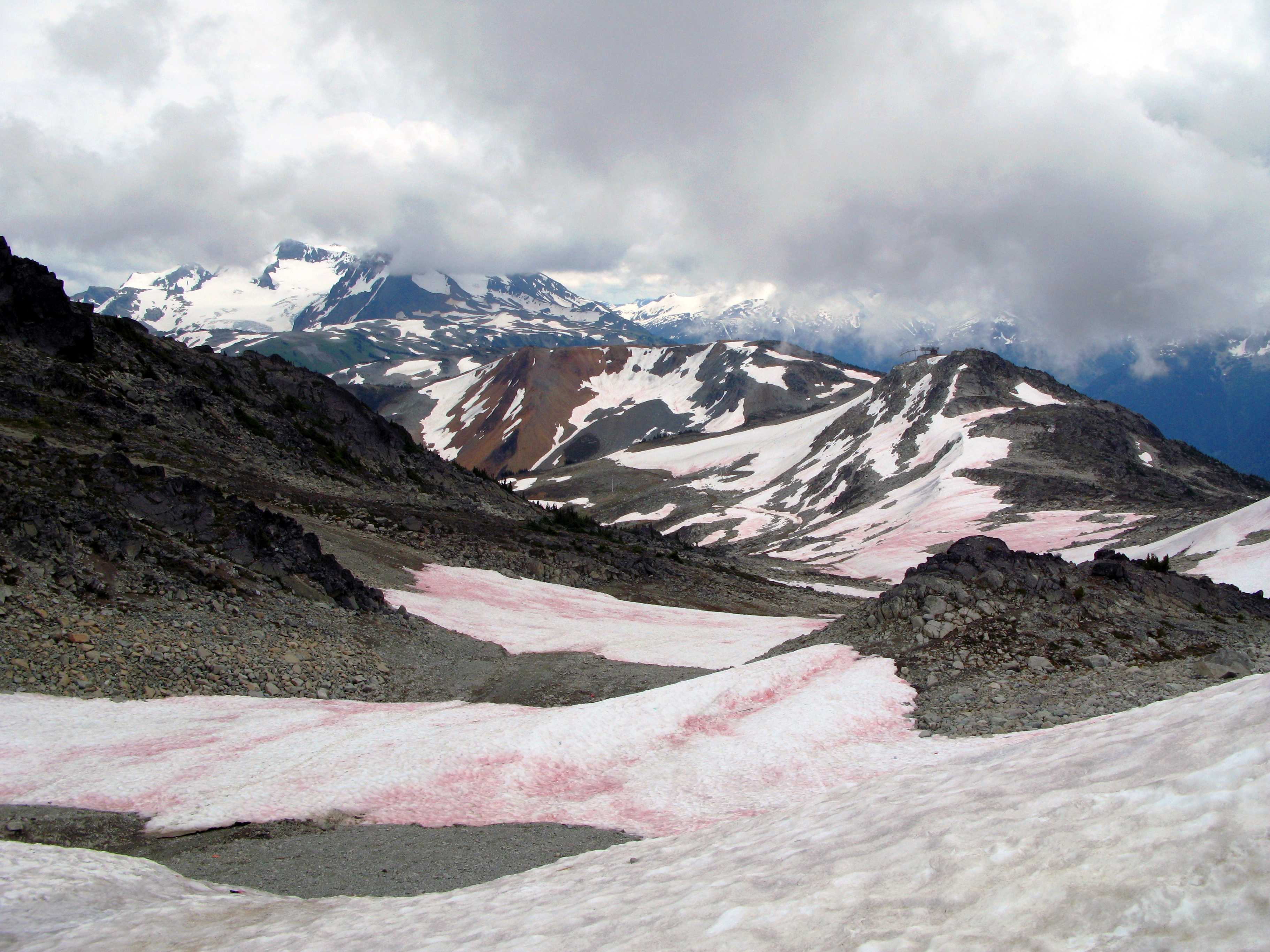 Red-tinted watermelon snow in Whistler, Canada