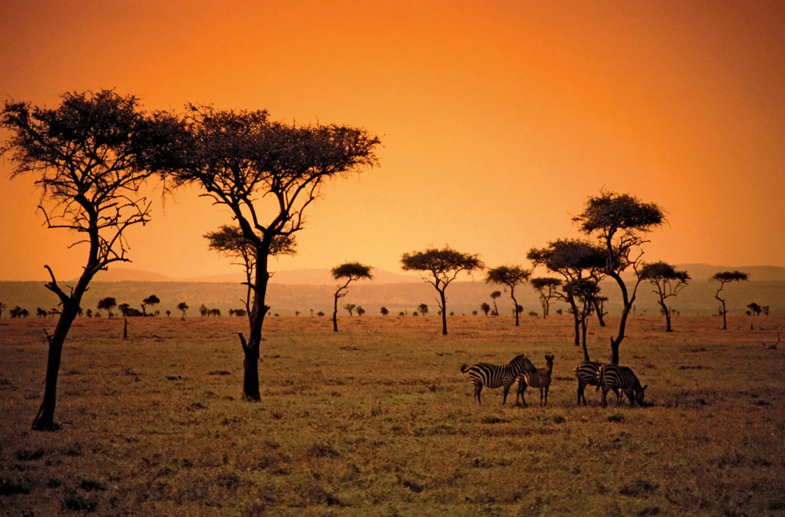 Savanna landscape in Kenya during the dry season