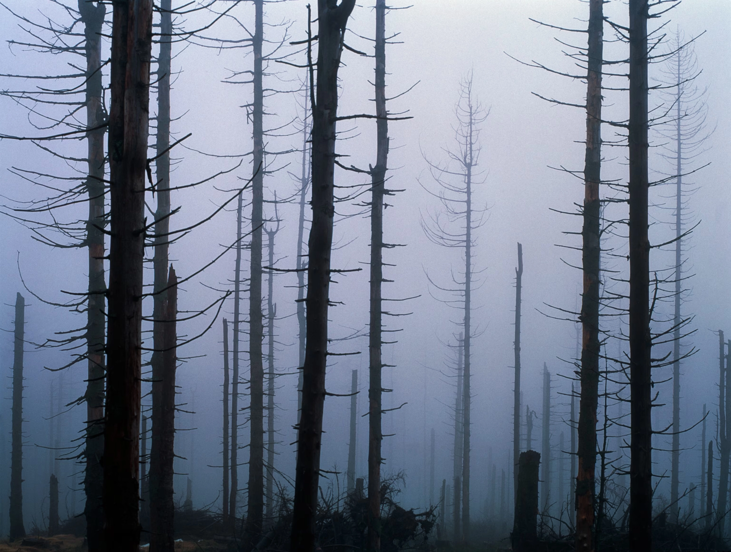 Silhouettes of bare spruce trees killed by acid rain