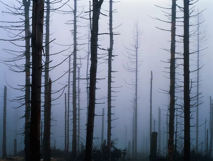Spruce trees damaged by acid rain in Poland