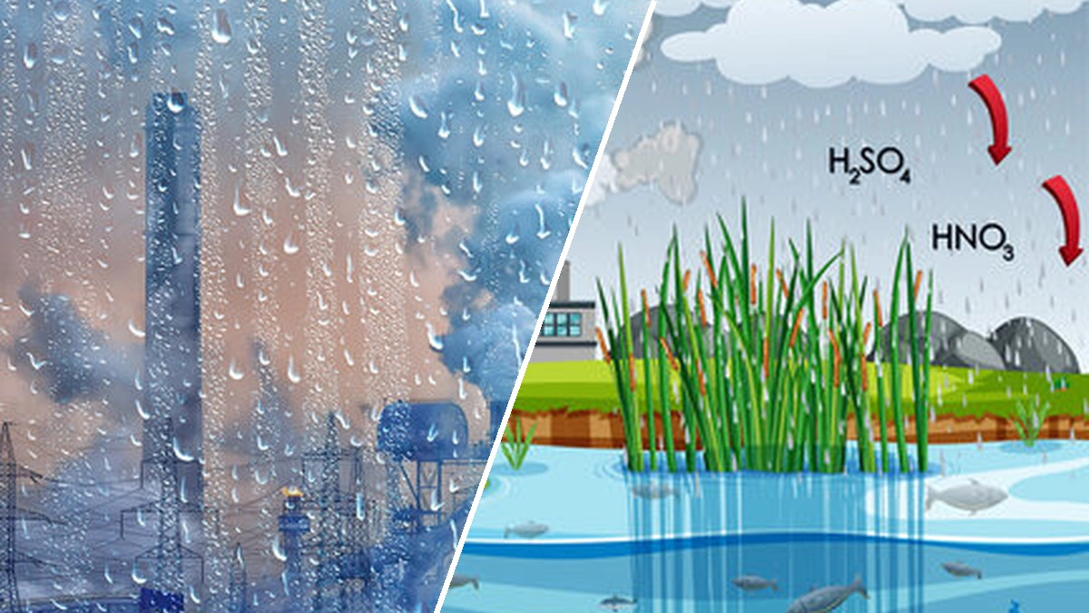 Understanding Acid Rain: Causes, Effects, and Global Impact