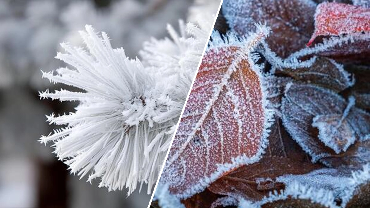 Understanding Hoarfrost: Formation, Characteristics, and Differences from Rime Ice