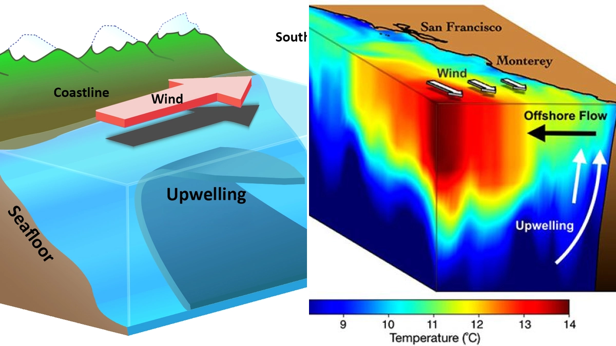 Understanding Upwelling: Nutrient Upwelling and Its Impact on Marine Ecosystems