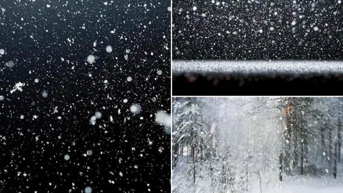 Understanding the Snow Flurry: Definition, Examples, and Related Flora