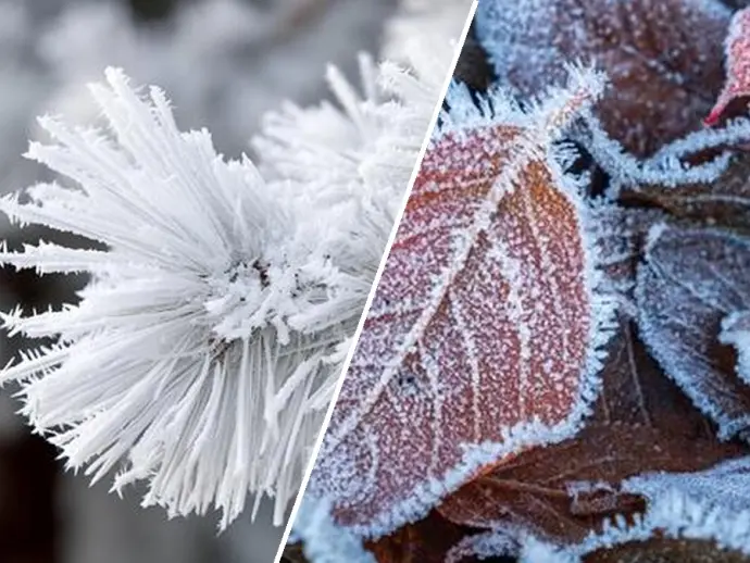 Understanding Hoarfrost: Formation, Characteristics, and Differences from Rime Ice